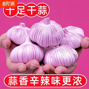 金乡新干蒜大蒜头特级紫皮新干蒜新鲜干大蒜整箱批发 农家价