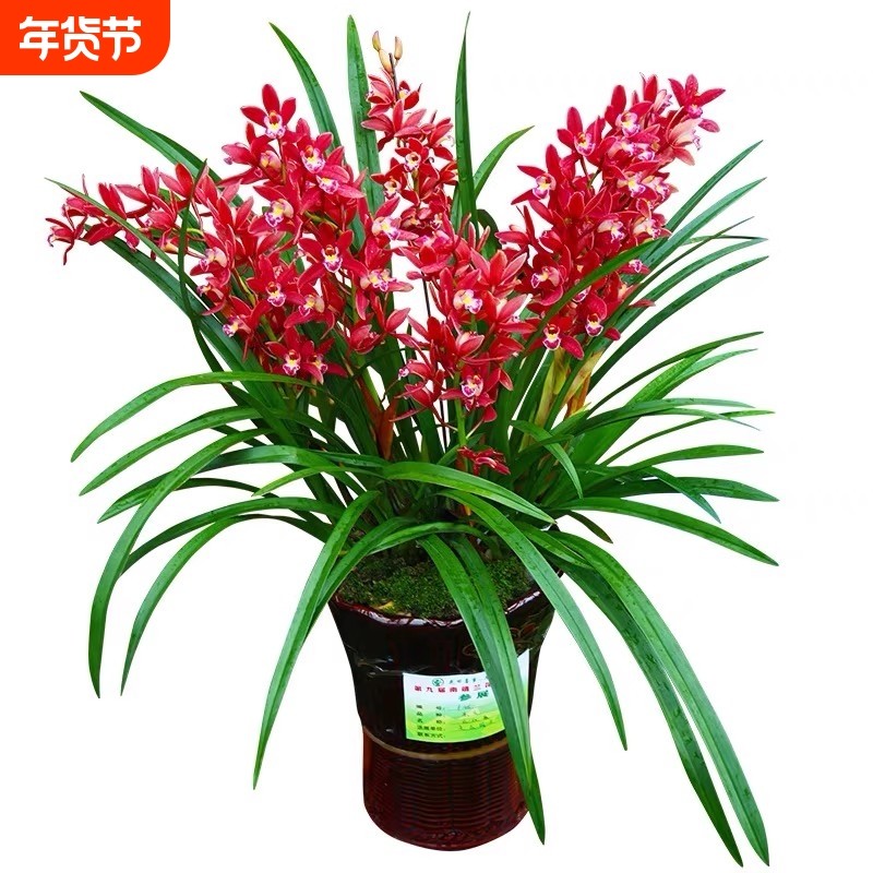 夏带花苞名贵兰花苗建兰荣华富贵浓香好养花卉室内绿植盆栽,鲜花速递/花卉仿真/绿植园艺,时令草本花卉,淘宝优惠券,粉丝福利购,淘宝优惠卷