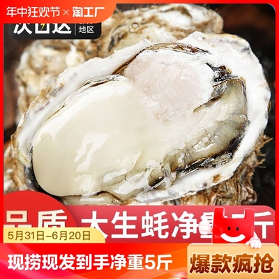 净重5斤！正宗乳山生蚝鲜活牡蛎