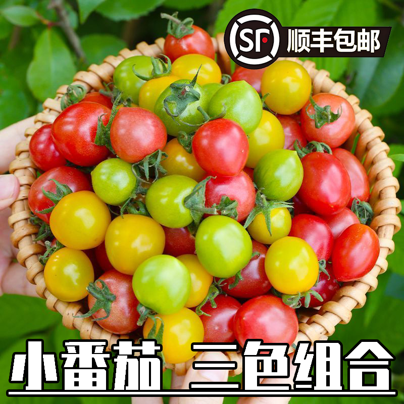 东北产三色小番茄小柿子西红柿圣女果青甜番茄酸甜好吃顺丰包邮