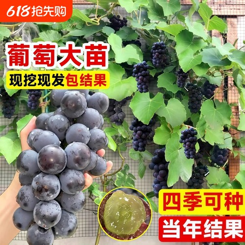 巨峰葡萄树苖阳光玫瑰果树果苗盆栽南北方耐寒四季种植院爬藤树苗
