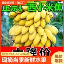 新鲜水果10斤整箱自然熟banana苹果蕉香蕉粉蕉 现摘广西小米蕉当季