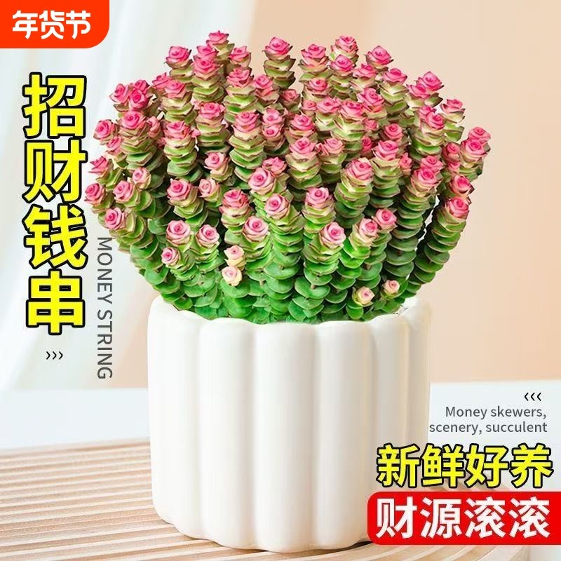 招财彩色钱串锦多肉植物室内新手好养红心钱串子稀有品种盆栽花卉,鲜花速递/花卉仿真/绿植园艺,多肉植物,淘宝优惠券,粉丝福利购,淘宝优惠卷