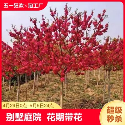 梅花树苗庭院盆栽耐寒红梅腊梅地栽盆景四季花卉植物阳台花期基地