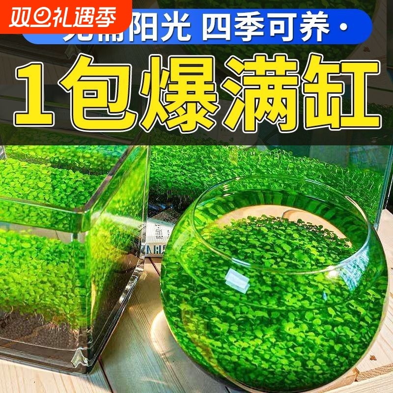 水草泥造景水草籽小鱼缸种子微景观创意真草养鱼阴性增氧净水植物