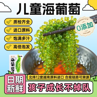 海葡萄即食 宝宝爱吃盐渍海葡萄水葡萄 爱尚港旗舰品质