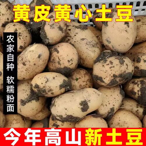 贵州特产黄心洋芋土豆