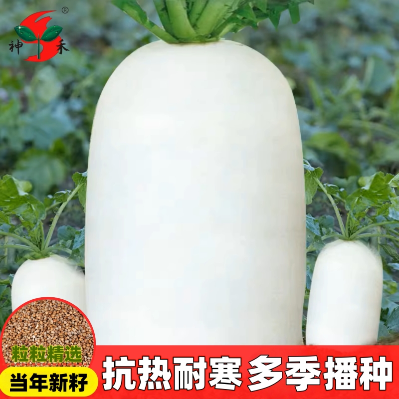 【抗热】夏季耐热抗40白萝卜种子