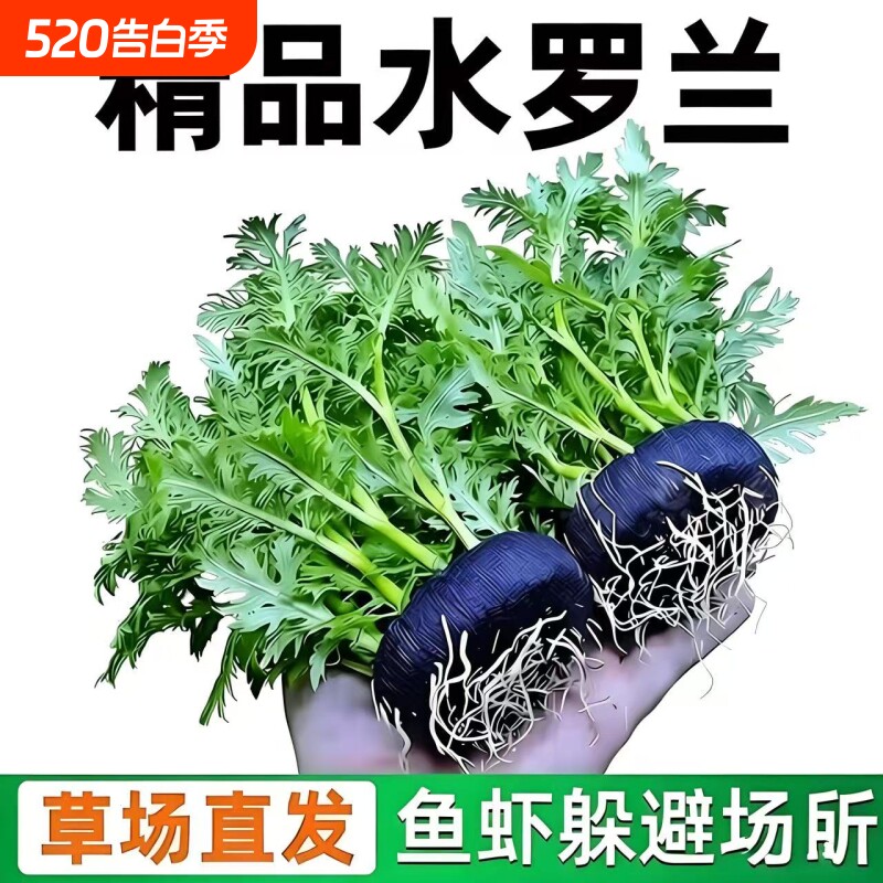 鱼缸造景真水草坨草带坨植物净化水质增氧海缸螃蟹鱼虾大型底座