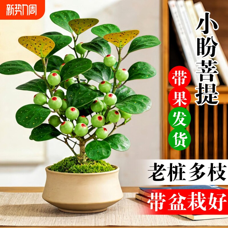 小盼菩提盆栽带果室内绿植花卉菩提树桌面好养盆景客厅办公桌老桩