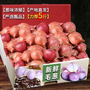 新货正宗小毛葱圆葱农家自种无公害小洋葱毛葱头鬼子葱油整箱