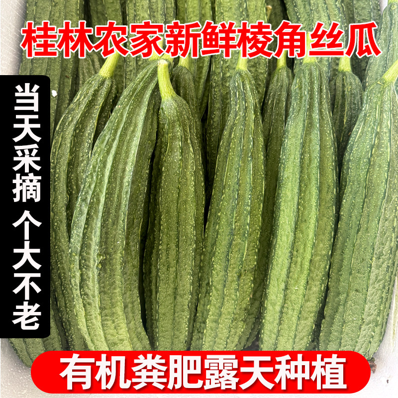 广西桂林新鲜棱角丝瓜八棱八角瓜现摘肉丝瓜水瓜农家当季蔬菜自种