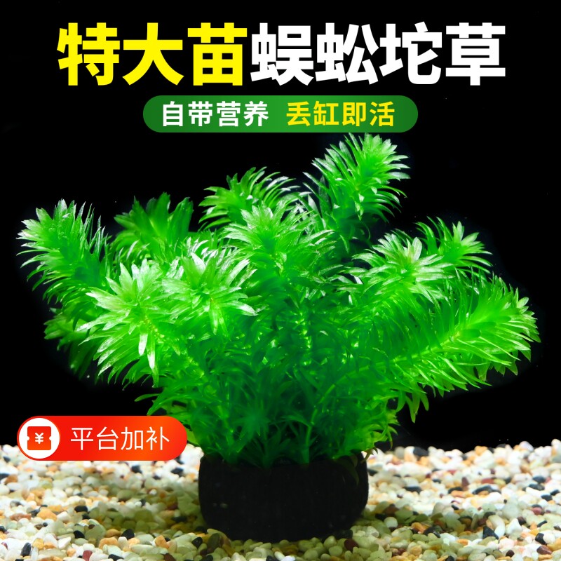 蜈蚣草大坨水草植物坨草鱼缸造景中后景装饰淡水阴性净水增氧绿植