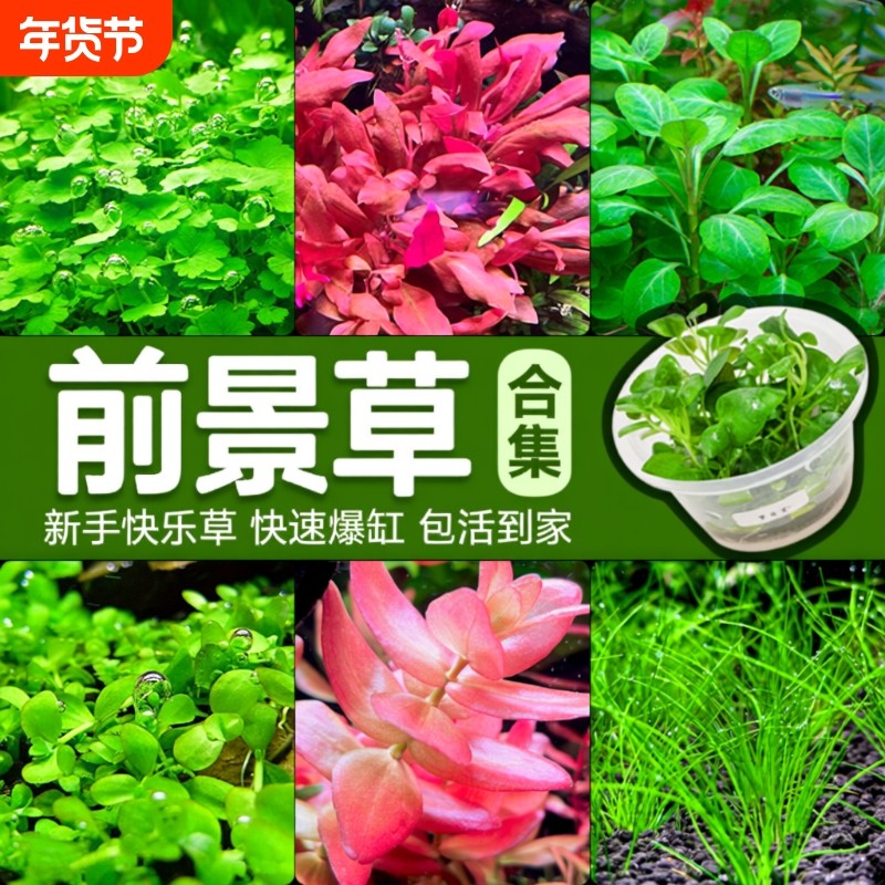 前景草爬地矮珍珠鱼缸水草植物真草活阴性无菌杯牛毛草坪造景趴地,宠物/宠物食品及用品,水草,淘宝优惠券,粉丝福利购,淘宝优惠卷