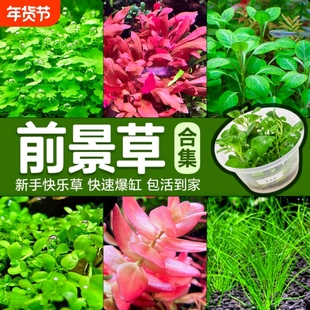 前景草爬地矮珍珠鱼缸水草植物真草活阴性无菌杯牛毛草坪造景趴地