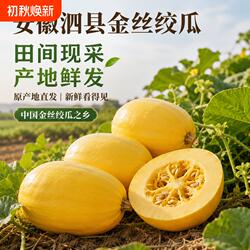 好念头安徽泗县金丝绞瓜特产新鲜即食蔬菜正宗应季源头凉拌