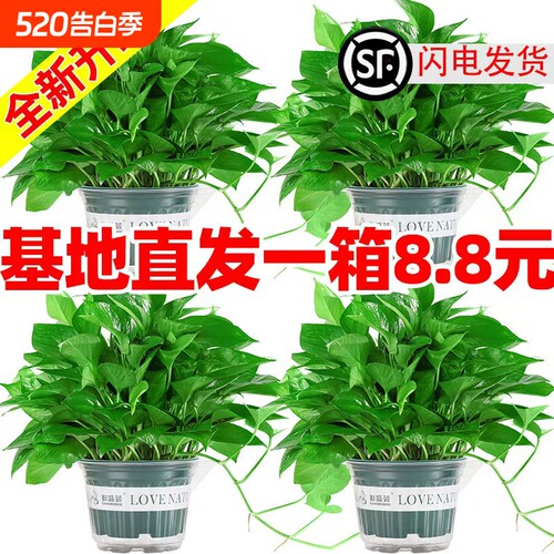 绿箩盆栽植物室内吸甲醛净化空气