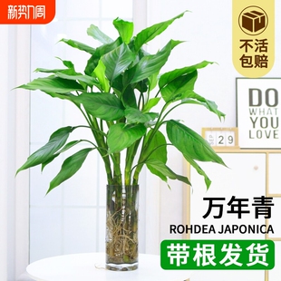 万年青盆栽水培植物室内桌面四季 常青大叶绿萝富贵竹好养净化空气