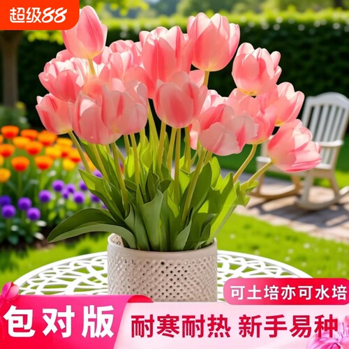 郁金香种球可土培水培庭院阳台耐热耐寒花卉绿植室内盆栽室外地载