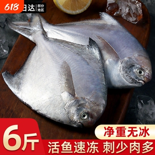 【银鲳鱼】舟山野生银鲳鱼冰鲜大昌鱼海鱼无冰平鱼鲳鳊鱼东海鲳鱼