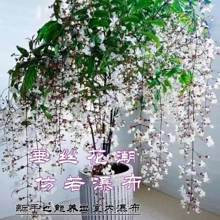 垂丝茉莉盆栽带花苞阳台室内垂吊泰国风车茉莉绿植物花卉四季开花