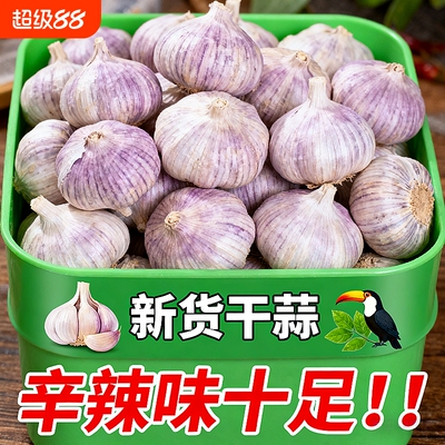 【冲量价】正宗山东大蒜头优质特大蒜王新鲜紫白皮便宜干蒜包邮发
