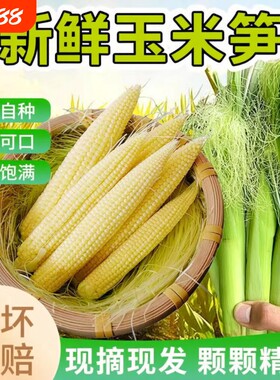 水果甜玉米小玉米芯玉玉米笋
