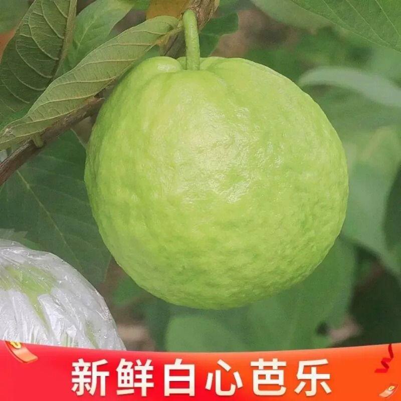 广东白心芭乐水果番石榴现摘当季新鲜老树孕妇石榴农场鲜果低糖