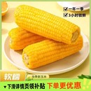 8棒东北黄糯玉米头茬东北黄糯玉米新鲜真空包装 香甜糯玉米
