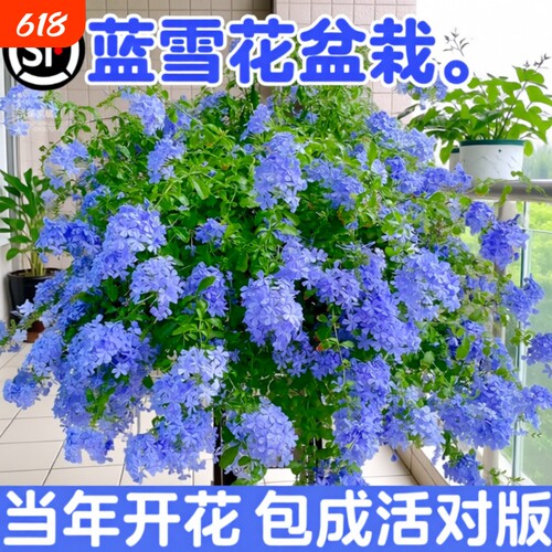 蓝雪花盆栽花卉大苗绿植阳台长好养的鲜花带花庭院花期开花棒棒糖