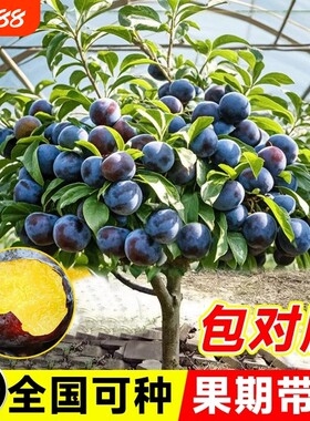 特大李子树果苗蜂糖嫁接晚熟