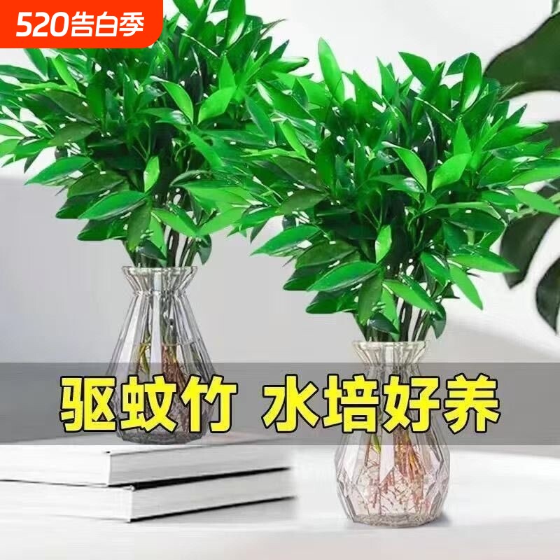 大颗水培驱蚊竹柏水养植物盆栽绿植室内花卉客厅办公桌好养活驱虫