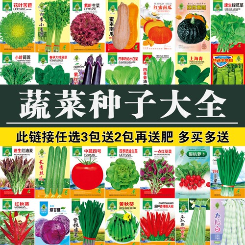 蔬菜种籽大全四季播种黄秋葵种子