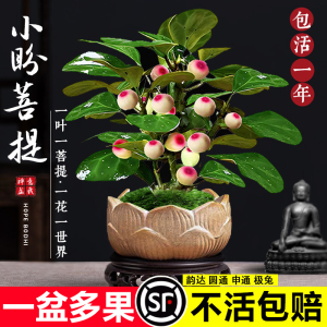 菩提树盆栽小盼菩提盆景带果中式禅意桌面摆件室内创意好养绿植物