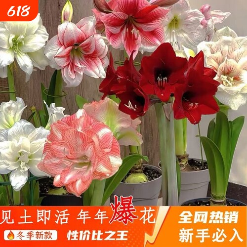 朱顶红重瓣盆栽室内阳台花卉四季大全庭院好养活