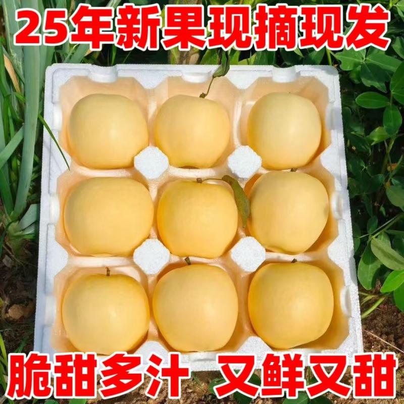 【精美礼盒】山东新鲜奶油白苹果牛奶脆甜富士苹果新鲜5现摘现发