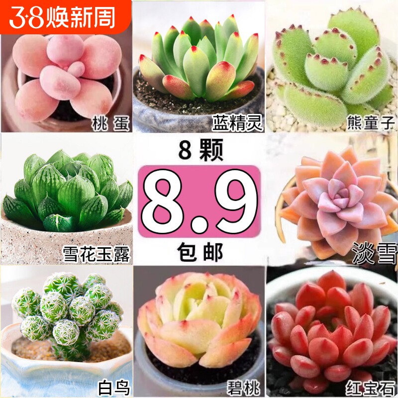 多肉植物绿植花卉大颗好养盆栽室内外招财玉露幼儿园礼物阳台客厅