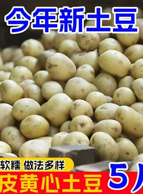 恩施小土豆新鲜黄心洋芋