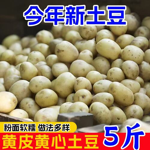 恩施小土豆新鲜黄心洋芋