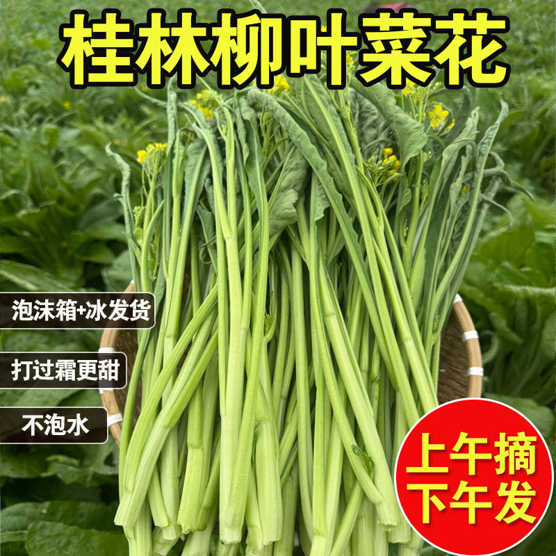 桂林柳叶菜花苔白菜心新鲜当季农家冷门打霜降青菜蔬菜淘菜菜生鲜,水产肉类/新鲜蔬果/熟食,叶菜类,淘宝优惠券,粉丝福利购,淘宝优惠卷