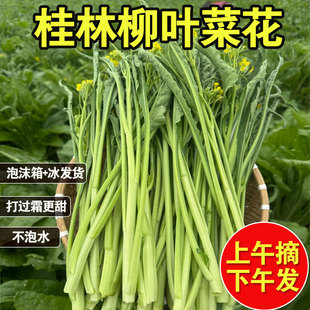 桂林柳叶菜花苔白菜心新鲜当季农家冷门打霜降青菜蔬菜淘菜菜生鲜