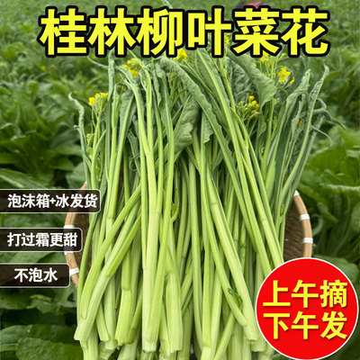 桂林柳叶菜花苔白菜心新鲜当季农家冷门打霜降青菜蔬菜淘菜菜生鲜