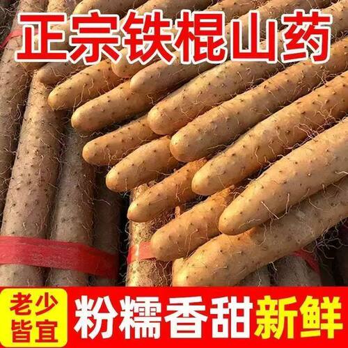 小白嘴山药当季农家蔬菜铁杆淮山药新鲜现挖铁棍山药