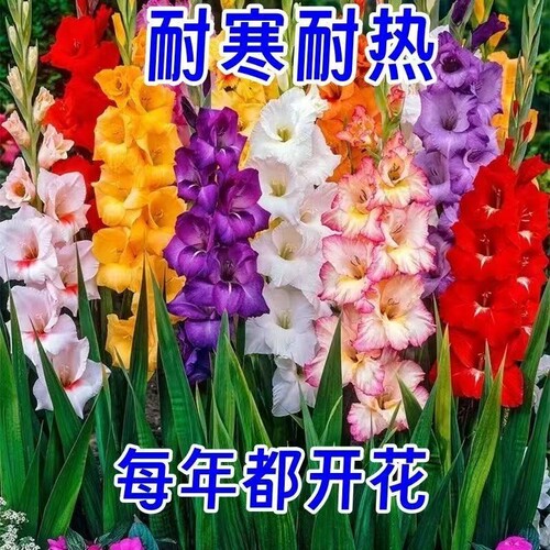 剑兰花大花唐菖蒲花四季开花