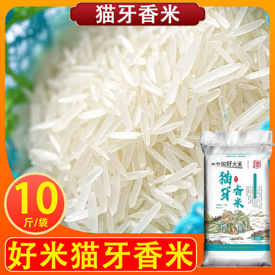 一级猫牙米晚稻新米广西正宗长粒香米农家丝苗米细长米象牙米10斤