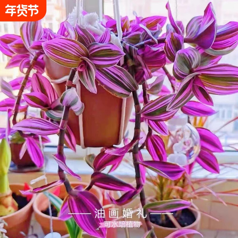 油画婚礼吊兰盆栽植物办公室绿植室内四季花卉含盆阳台美观组合