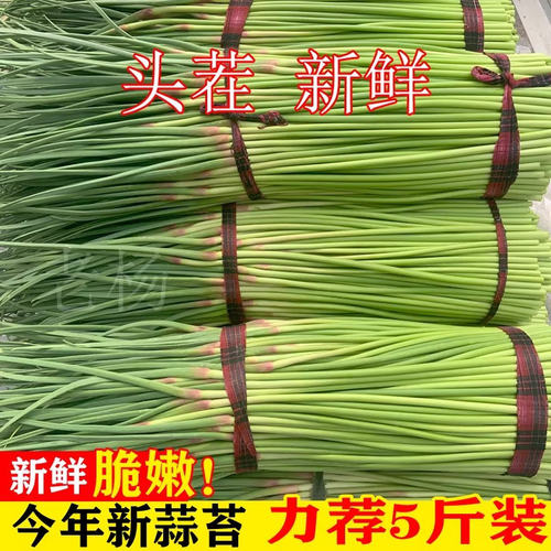 新鲜现摘蒜苔当季头茬农家自种
