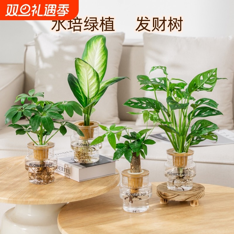 发财树水培植物室内好养白掌九里香办公室桌面绿植水养小盆栽客厅