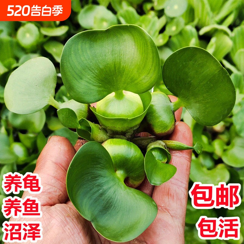 水葫芦凤眼莲净化水质水培绿植池塘园林庭院养鱼水草龟缸造景植物