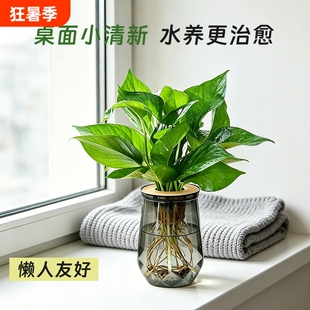 绿萝盆栽发财树水培绿植椰子花卉桌面四季常青好养活净化空气水养